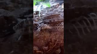 Isopod walks across a terrarium isopods bioactive [upl. by Phelps]