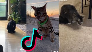 Cat Throwing Up  Tiktok Compilation [upl. by Incrocci]