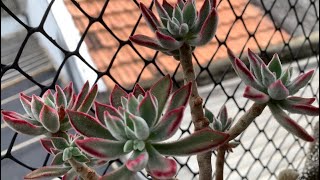 Echeveria Pulvinata Ruby Blush  A Echeveria mais fácil de cultivar [upl. by Charissa]