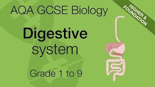 AQA GCSE Biology Digestive System and Enzymes Explained  GCSE 91 Revision [upl. by Masson]