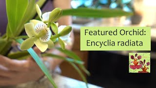 Featured Orchid Encyclia Prosthechea radiata  Easy to Grow Species Orchid  Fragrant Orchid [upl. by Noble7]