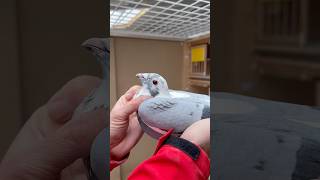 👉Vitamineral tablets boost🛡️immunity and recovery for stressed 🕊️ pigeons Use for extra support [upl. by Aitnauq938]