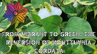 From Vibrant to Green The Reversion of Houttuynia Cordata [upl. by Gagne710]