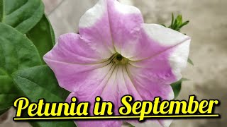 Petunia in September  Petunia axillaris  petunia in Autumn shorts petunia petunias gardening [upl. by Melvin]