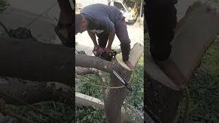 chainsawparts treecutting tree chainsaw 1million chainsawmachin treetrimming woodworking [upl. by Ateerys]