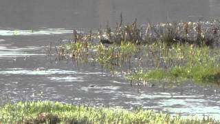 Green Sandpiper [upl. by Nessaj]