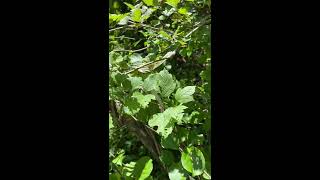 Viburnum trilobum Adoxaceae American highbushcranberry [upl. by Weight656]