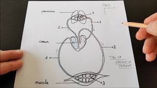 4e 3e Le coeur et la circulation sanguine [upl. by Farrow]