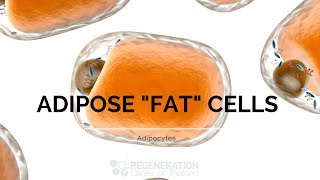 Types of Adipose Tissue Adipocytes and Fat Stem Cells [upl. by Etnahsal]