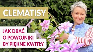 Clematisy  sprawdzone TRIKI jak dbać o powojniki by pięknie kwitły [upl. by Florentia]