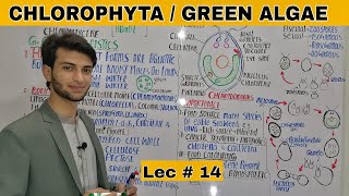 Chlorophyta I Green Algae l Chlorophyceae I Kingdom Protista [upl. by Dyl]