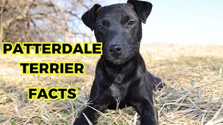 Patterdale Terrier  Top 10 Amazing Facts [upl. by Alexis]