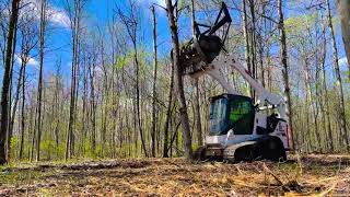 Bobcat T770 Forestry Mulching WHOLE TREE [upl. by Colier]