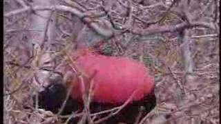 Frigatebird Courtship Display Galapagos Islands Ecuador [upl. by Akinar]