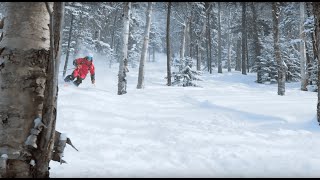 BACKCOUNTRY  BEAR ATTACK SCENE 2015 [upl. by Noemis]