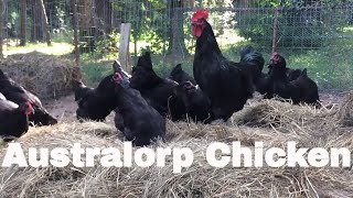 Chicken Breed Analysis The Australorp [upl. by Ayit127]