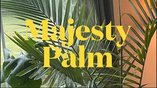 Majesty Palm ll How to GROW amp CARE for Majesty Palm Ravenea Rivularis [upl. by Nawuq]