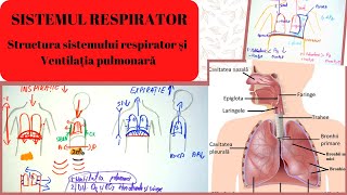 ADMITERE MEDICINA SISTEMUL RESPIRATOR 1 Structura sistemului respirator si Ventilatia pulmonara [upl. by Krystin549]