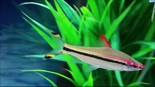 Puntius denisonii  Denison barb  red line torpedo barb  roseline shark care in a community tank [upl. by Halilad]