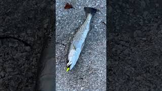 Speckled Sea Trout on a DOA at Tarpon Bay sanibelisland speckledtrout seatroutfishing [upl. by Anitsim]