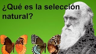 ¿QUE ES LA SELECCIÓN NATURAL subtitulado [upl. by Salot645]