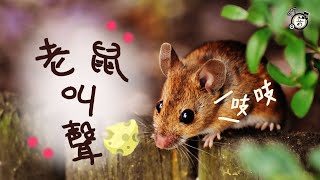 老鼠叫聲🐭│ 老鼠和貓狗有什麼反應 │77 免費音效 [upl. by Hoenack]