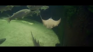 Ask the Aquarist Cownose Ray Pups [upl. by Adien45]