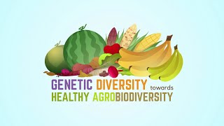 Agrobiodiversity Part 3  Genetic Diversity [upl. by Osy]