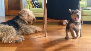 Airedale puppy play time [upl. by Kayne]