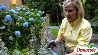 How to Prune Euphorbia in Summer [upl. by Aserat138]