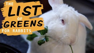 Leafy Greens for Rabbits and what NOT to give them [upl. by Sacul736]