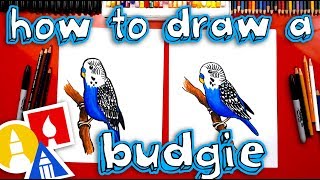 How To Draw A Budgie Parakeet [upl. by Nade711]