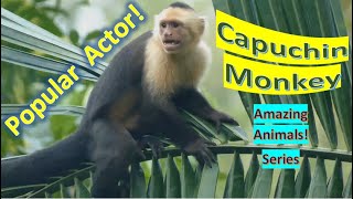 Capuchin Monkey facts 🐒 Central America they are called whitefaced monkeys [upl. by Veronique793]