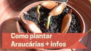 Como plantar Araucárias  Informações importantes [upl. by Nnaj]