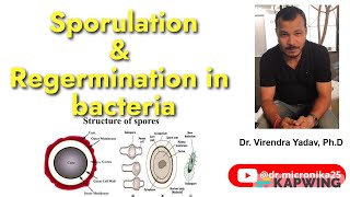 Sporogenesis I Regermination I Sporulation in bacteria I Endospores and Exospores Audio [upl. by Bunnie]