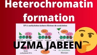 Heterochromatin formation [upl. by Acessej]