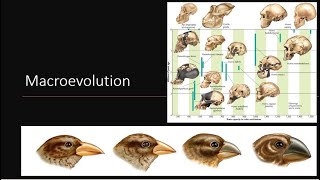 Macroevolution [upl. by Atinek16]