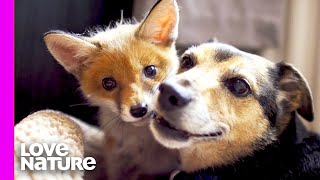 RealLife ‘Fox And The Hound’  Oddest Animal Friendships [upl. by Eleanora162]