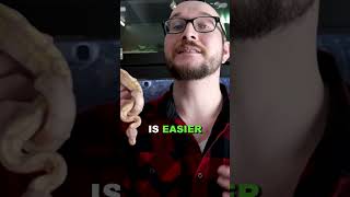 Are Ball Pythons Good For Beginners pythons snakes reptiles [upl. by Raskin]