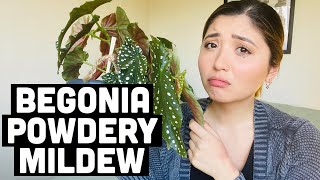 HOW TO TREAT BEGONIA POWDERY MILDEW  BEGONIA FUNGUS TREATMENT [upl. by Naed]