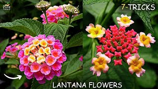 A DETAILED Guide on Lantana Plant Care 7TRICKS TO FOLLOW [upl. by Jari]