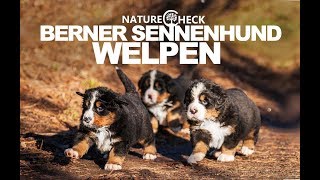 Berner Sennenhund Welpen [upl. by Bonnice]