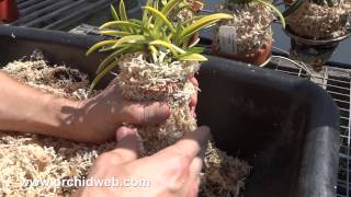 OrchidWeb  How to repot Neofinetia falcata [upl. by Nairda]