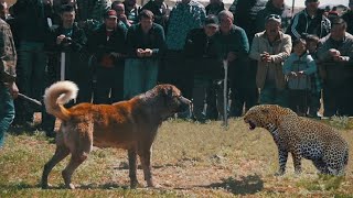 When dogs and Leopards come face to face in India [upl. by Goat964]