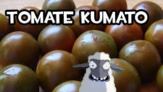 Germinar un Tomate Kumato en Casa  Muy fácil [upl. by Aloisia]