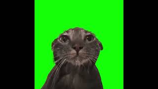 wet cat staring at camera green screen [upl. by Buroker714]