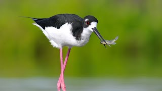 Hawaiian Stilt Himantopus mexicanus knudseni  Aeo [upl. by Eidoow]