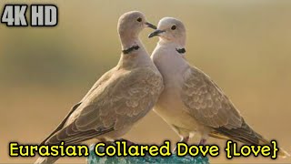 Eurasian Collared Dove Call And Soundbird dovebird [upl. by Eliott]