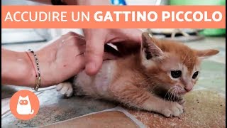 Accudire un GATTINO PICCOLO [upl. by Kcirddor629]