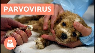 PARVOVIRUS EN PERROS  Síntomas y tratamiento [upl. by Llehcear391]